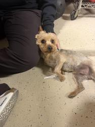 Found/Stray Male Dog last seen Sammy Cervantes & Charles Foster, El Paso, TX 79938