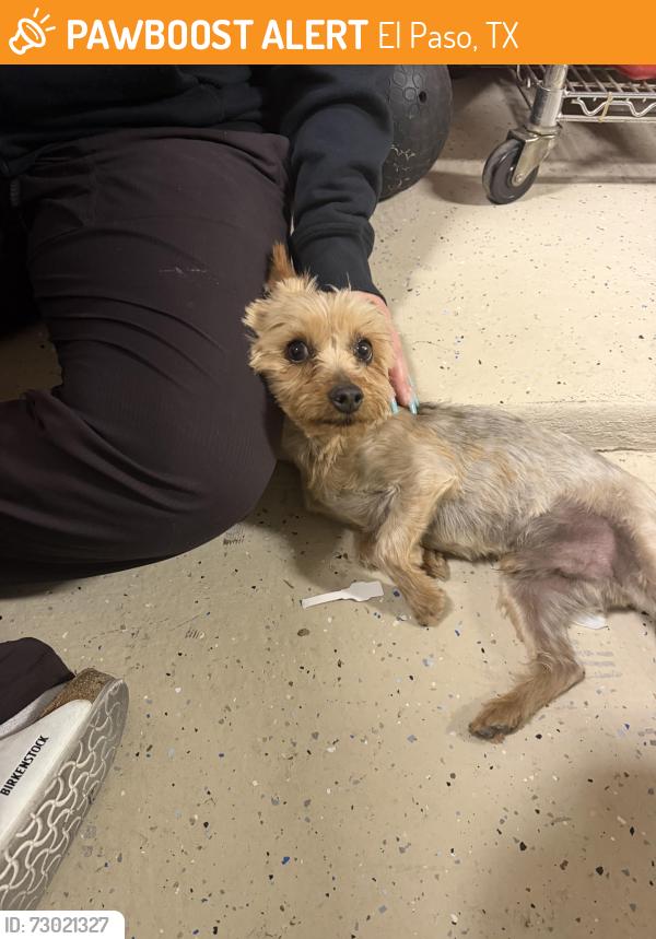Found/Stray Male Dog last seen Sammy Cervantes & Charles Foster, El Paso, TX 79938