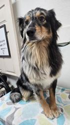 Reunited Male Dog last seen By the Good Will, Duluth, GA 30097