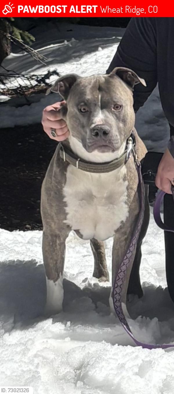 Lost Male Dog last seen Wadsworth and 38th, Wheat Ridge, CO 80033