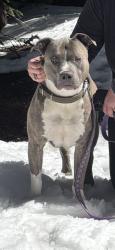 Lost Male Dog last seen Wadsworth and 38th, Wheat Ridge, CO 80033