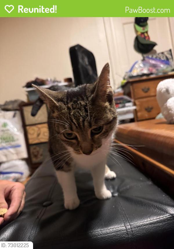 Reunited Unknown Cat last seen Upper Monroe , Rochester, NY 14620