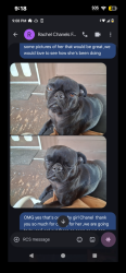 Lost Female Dog last seen Chilis and todos santos area , Concord, CA 94519