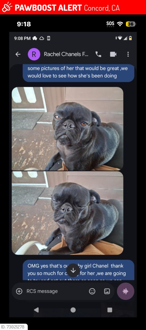 Lost Female Dog last seen Chilis and todos santos area , Concord, CA 94519