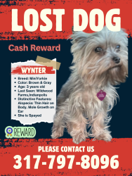 Lost Female Dog last seen Southeastern and Whistlewood Dr, Indianapolis, IN 46239