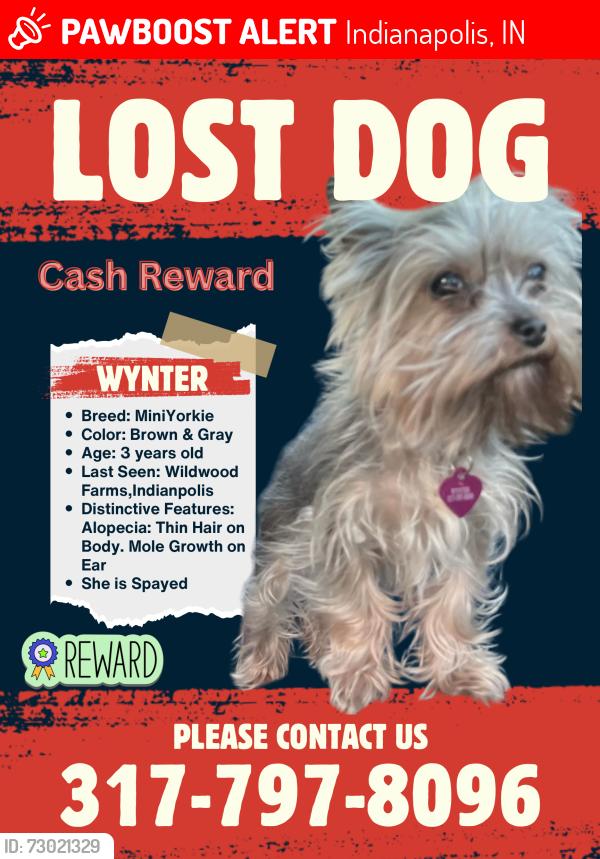 Lost Female Dog last seen Southeastern and Whistlewood Dr, Indianapolis, IN 46239
