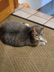 Reunited Female Cat last seen Country Glen Drive, Waukesha, WI 53189