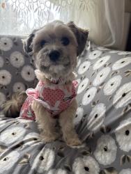 Reunited Female Dog last seen Bullock Dr, San Diego, CA 92114, USA, San Diego, CA 92114