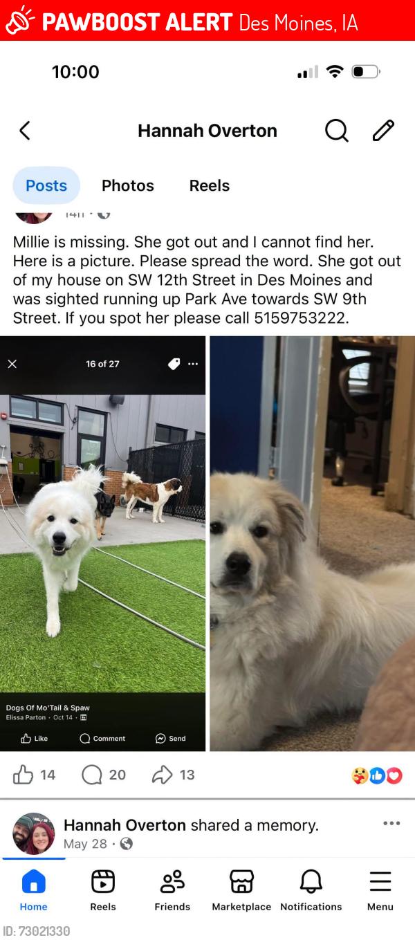 Lost Female Dog last seen Park and 5th, Des Moines, IA 50315