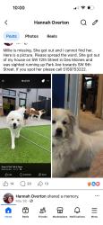 Lost Female Dog last seen Park and 5th, Des Moines, IA 50315
