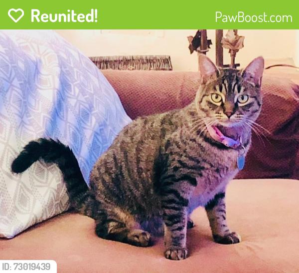Reunited Female Cat last seen Primrose Ave / Ross Ave, Alhambra, CA 91803