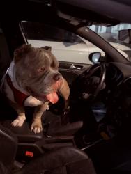 Lost Male Dog last seen North Miami , North Miami, FL 33167