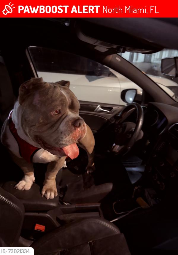 Lost Male Dog last seen North Miami , North Miami, FL 33167