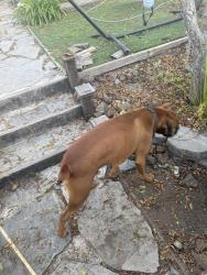 Reunited Male Dog last seen Niblick, La Mesa, CA 91941