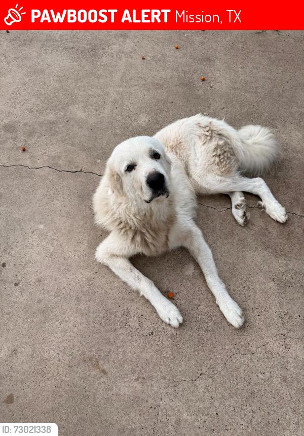 Lost Male Dog last seen 2 mile and inspiration, Mission, TX 78573