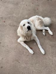 Lost Male Dog last seen 2 mile and inspiration, Mission, TX 78573