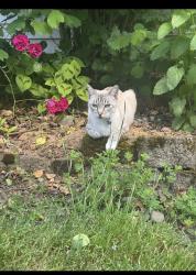 Lost Female Cat last seen Rene Ave , Gresham, OR 97080
