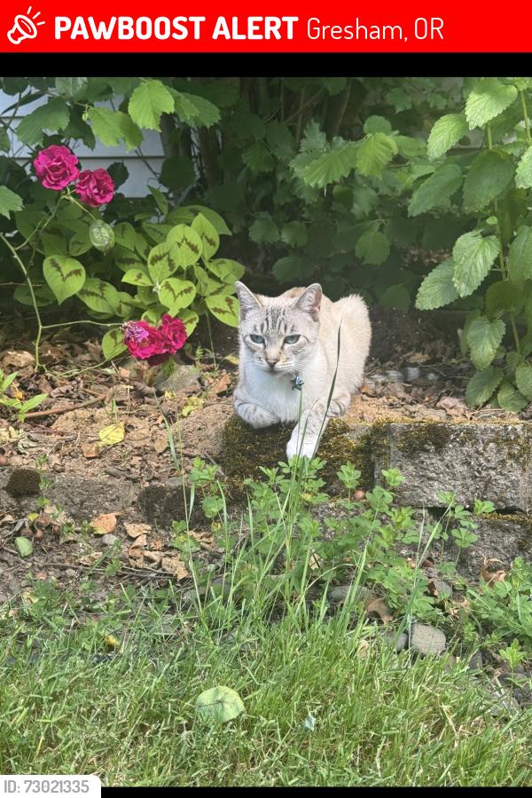 Lost Female Cat last seen Rene Ave , Gresham, OR 97080