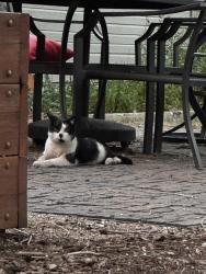 Found/Stray Unknown Cat last seen Near intersection of Whedbee and East Prospect, Fort Collins, CO 80525