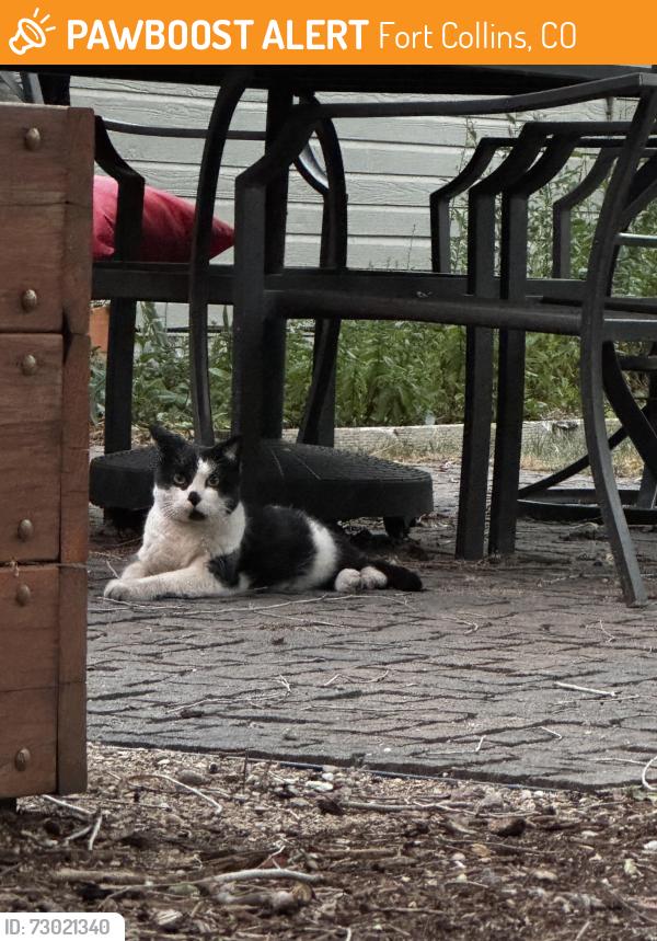 Found/Stray Unknown Cat last seen Near intersection of Whedbee and East Prospect, Fort Collins, CO 80525
