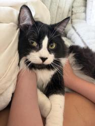 Reunited Male Cat last seen Near N 98th Dr, Peoria, AZ 85382, USA, Peoria, AZ 85382