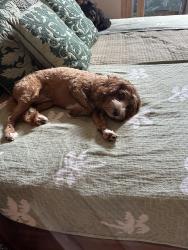Reunited Female Dog last seen Kahala Ave/Aukai Ave, Honolulu, HI 96816
