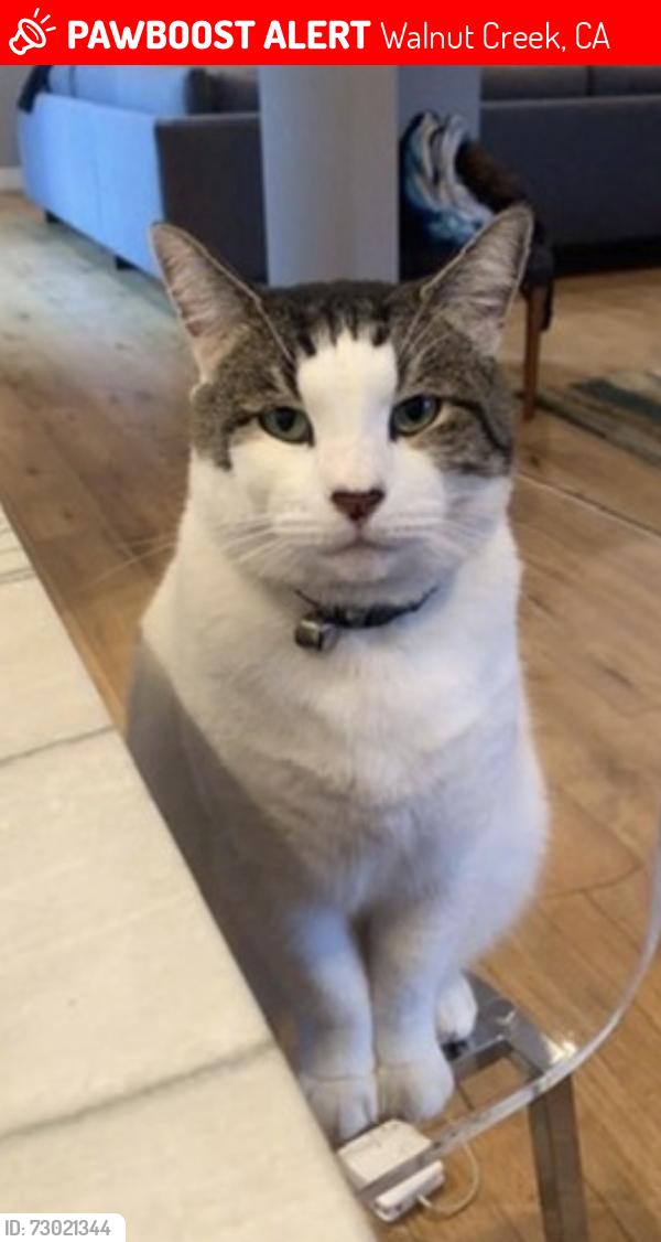 Lost Male Cat last seen Arbutus Dr and Arbutus Ct, Walnut Creek, CA 94595