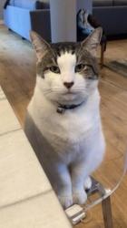 Lost Male Cat last seen Arbutus Dr and Arbutus Ct, Walnut Creek, CA 94595