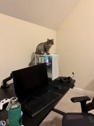 Lost Male Cat last seen Backyard, Woodstock, IL 60098