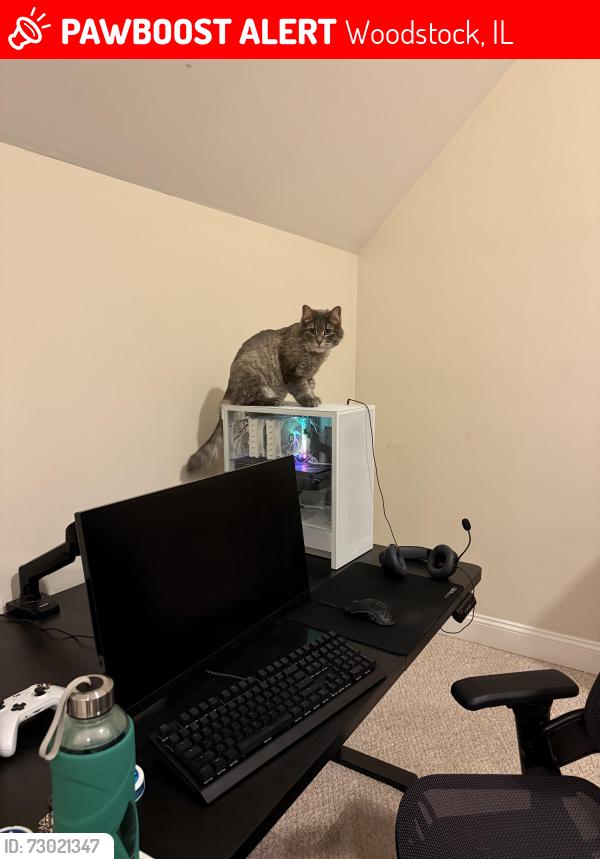 Lost Male Cat last seen Backyard, Woodstock, IL 60098
