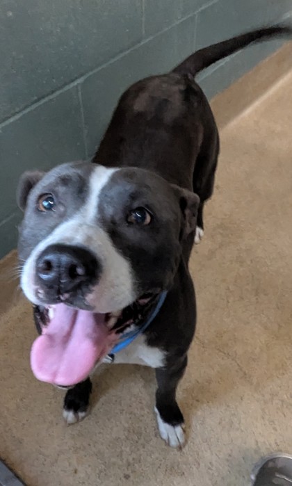 Shelter Stray Female Dog last seen Near 26th St, Oakland, CA, 1101 29th Ave, Oakland, CA 94601, USA