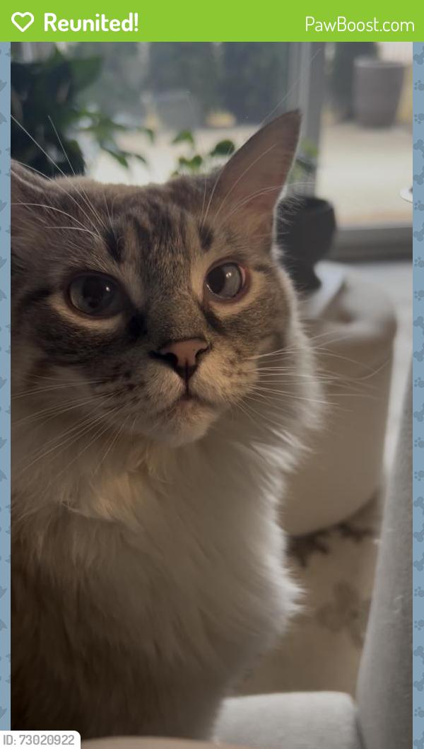 Reunited Male Cat last seen Near Monte Vista Ave, Costa Mesa, CA 92627, USA, Costa Mesa, CA 92627