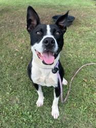 Shelter Stray Female Dog last seen Near Eastwyck Cir, 30032, GA, 3280 Chamblee Dunwoody Rd, Chamblee, GA 30341, USA