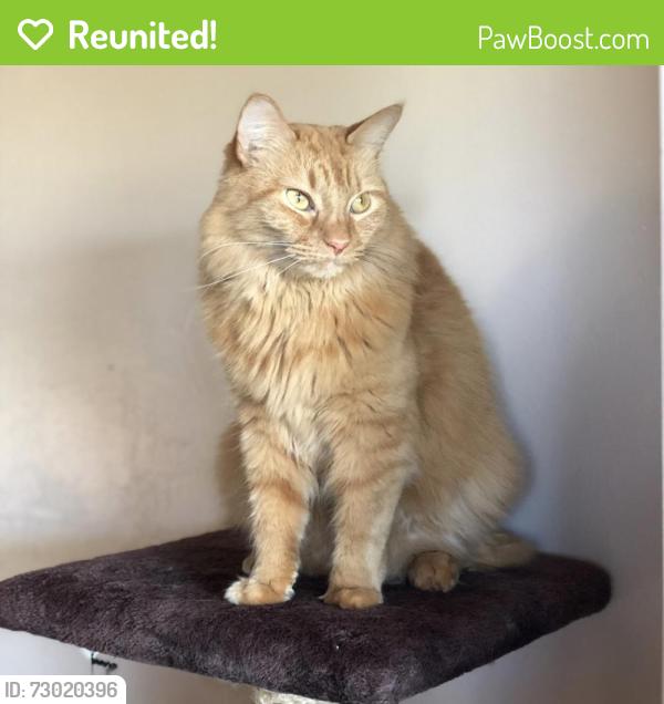 Reunited Female Cat last seen Chiquita and Wilmington , Cape Coral, FL 33993