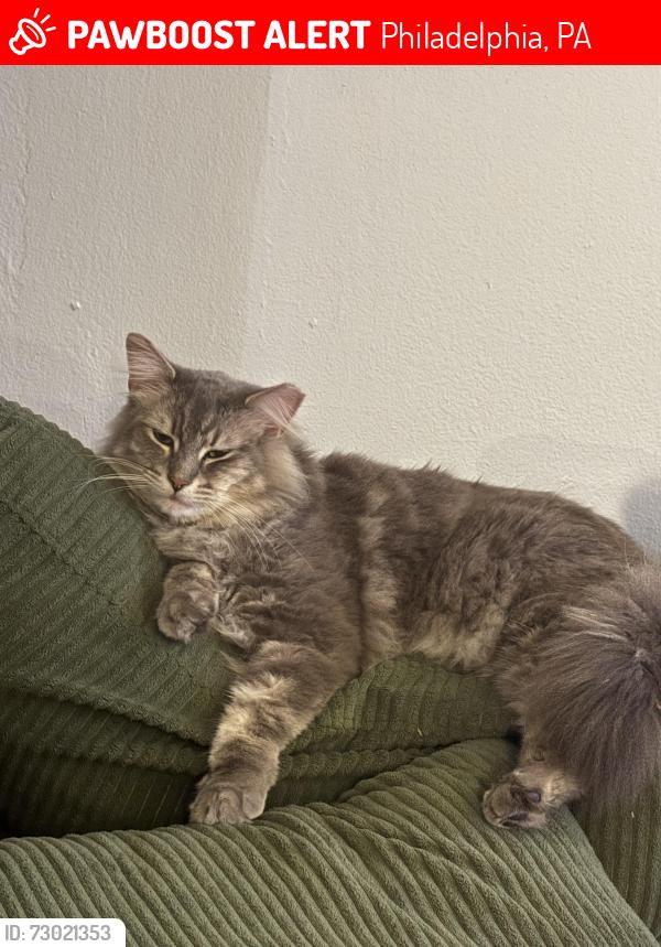 Lost Male Cat last seen Chester and Farragut Terrace, Philadelphia, PA 19143