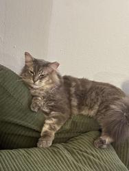 Lost Male Cat last seen Chester and Farragut Terrace, Philadelphia, PA 19143
