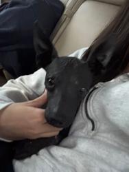 Lost Male Dog last seen Tierra Este, El Paso, TX 79938