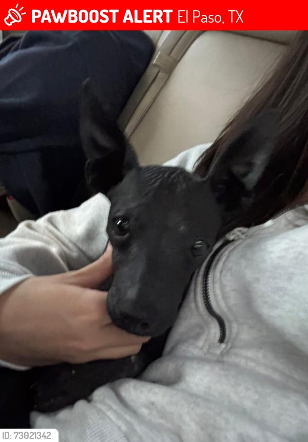 Lost Male Dog last seen Tierra Este, El Paso, TX 79938