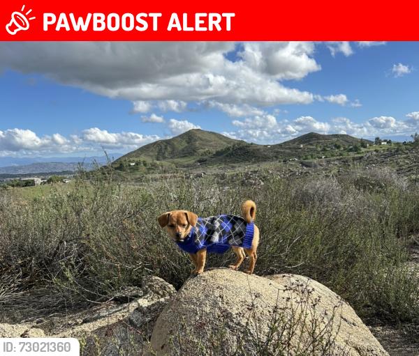 Lost Male Dog last seen Salter rd and carousel , Riverside County, CA 92570