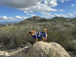 Lost Male Dog last seen Salter rd and carousel , Riverside County, CA 92570
