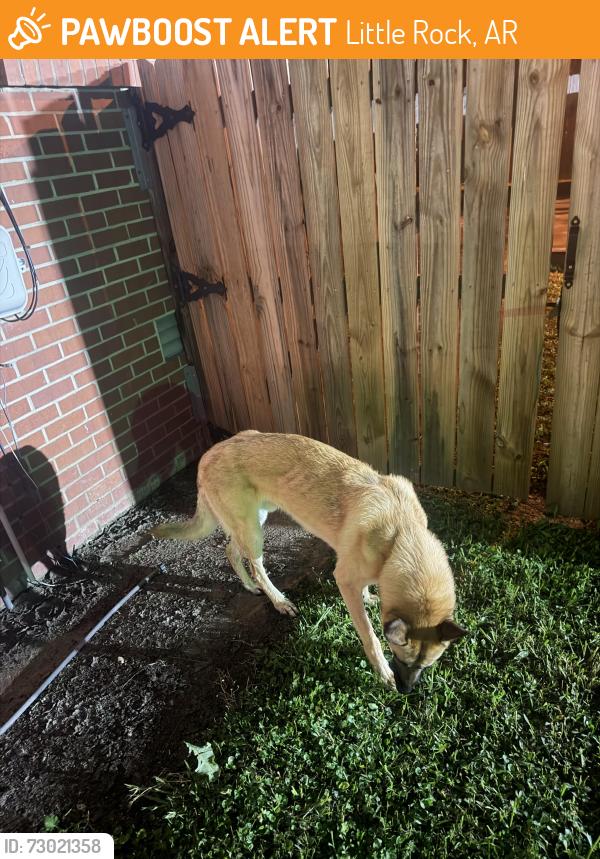 Found/Stray Male Dog last seen Ash Street, Little Rock, AR 72205