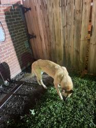 Found/Stray Male Dog last seen Ash Street, Little Rock, AR 72205