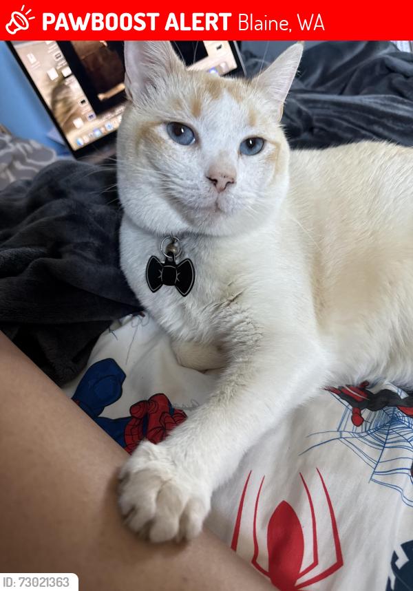 Lost Male Cat last seen 4th & F, Blaine, WA 98230