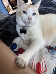 Lost Male Cat last seen 4th & F, Blaine, WA 98230