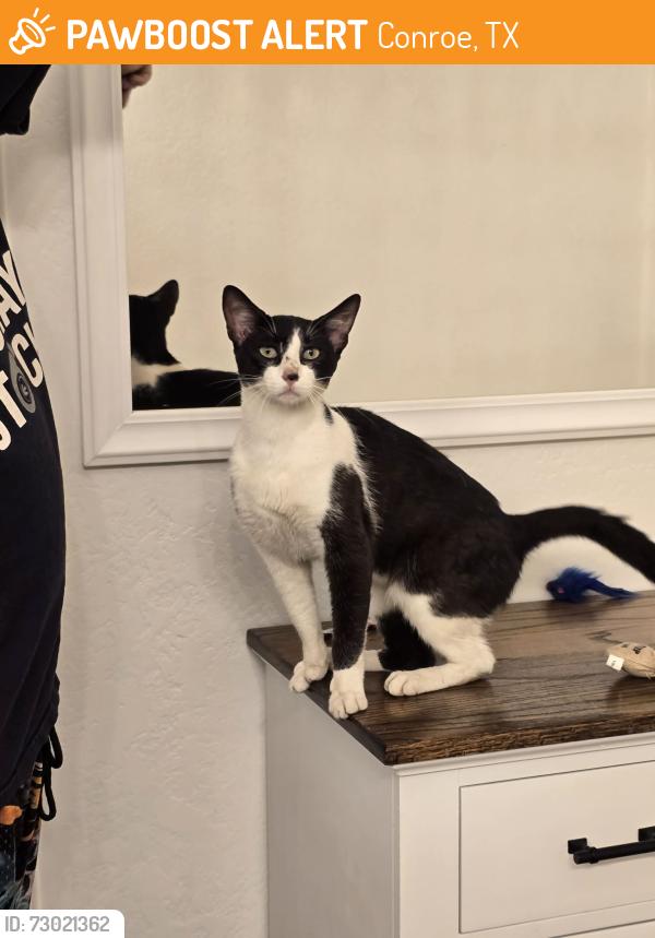 Rehomed Male Cat last seen Near E and Crockett Martin, Conroe, TX 77303