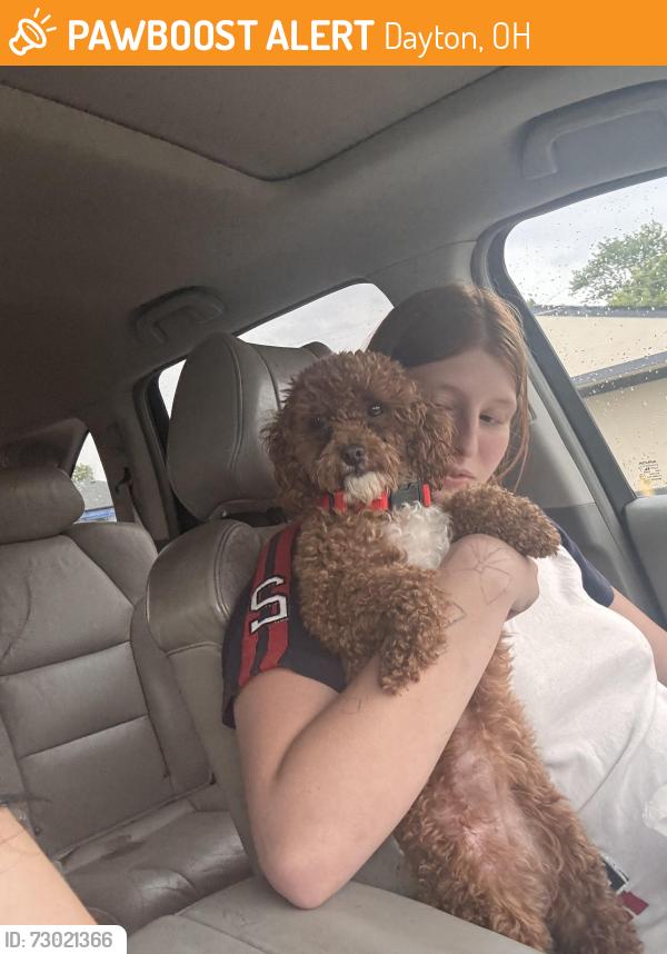 Found/Stray Female Dog last seen Third st , Dayton, OH 45417