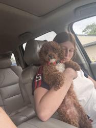 Found/Stray Female Dog last seen Third st , Dayton, OH 45417