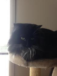 Lost Female Cat last seen Bayview brewery , Ladysmith, BC V9G 1B5