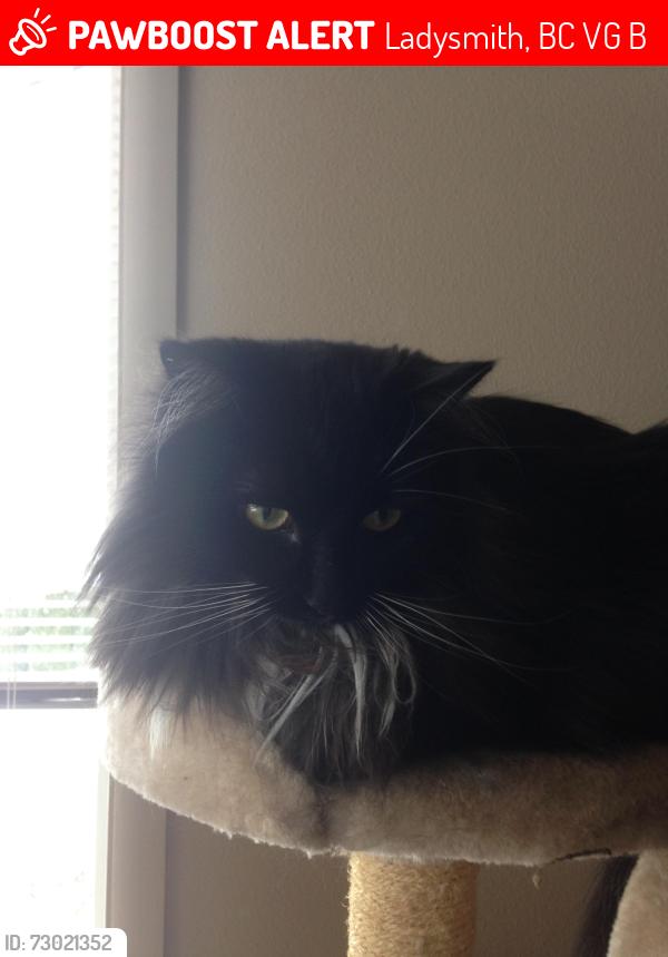 Lost Female Cat last seen Bayview brewery , Ladysmith, BC V9G 1B5