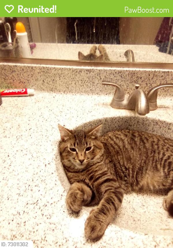 Reunited Male Cat last seen Apt 30. Lincoln glassell, Orange, CA 92865